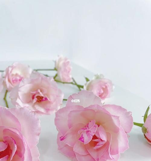 糖果雪山玫瑰（一朵糖果般的花）