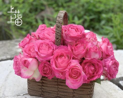 糖果雪山玫瑰（一朵糖果般的花）