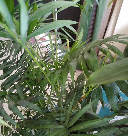 凤尾竹的风水寓意与开花（揭秘凤尾竹开花的奥秘及其在风水学中的象征意义）