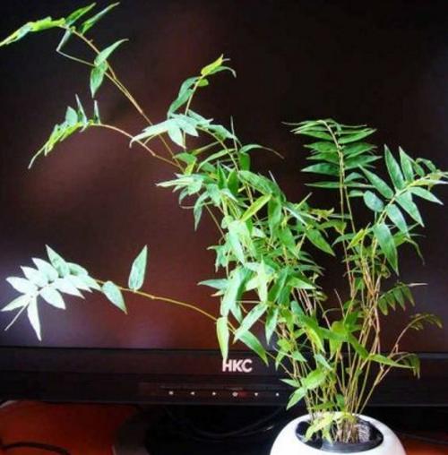 凤尾竹的风水寓意与开花（揭秘凤尾竹开花的奥秘及其在风水学中的象征意义）