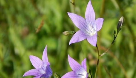 坚毅不拔，以梅花为纽带（梅花花语中的永不放弃精神）