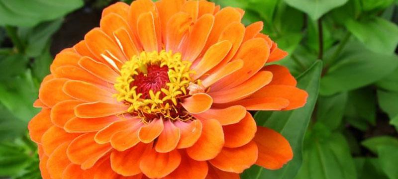 坚毅不拔，以梅花为纽带（梅花花语中的永不放弃精神）