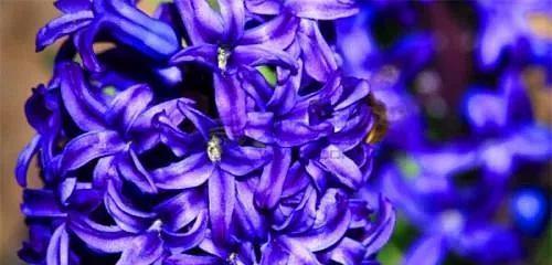 坚毅不拔，以梅花为纽带（梅花花语中的永不放弃精神）