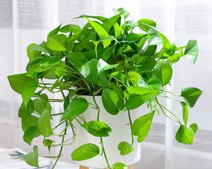 大叶绿萝的风水寓意与摆放位置(美丽生机的室内风水植物——大叶绿萝)