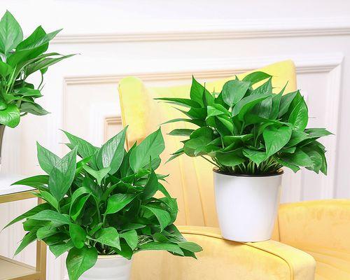 大叶绿萝的风水寓意与摆放位置(美丽生机的室内风水植物——大叶绿萝) 大叶绿萝的风水寓意与摆放位置(美丽生机的室内风水植物——大叶绿萝)