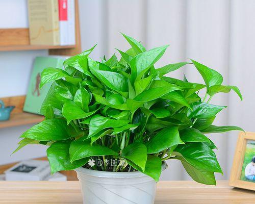大叶绿萝的风水寓意与摆放位置(美丽生机的室内风水植物——大叶绿萝) 大叶绿萝的风水寓意与摆放位置(美丽生机的室内风水植物——大叶绿萝)