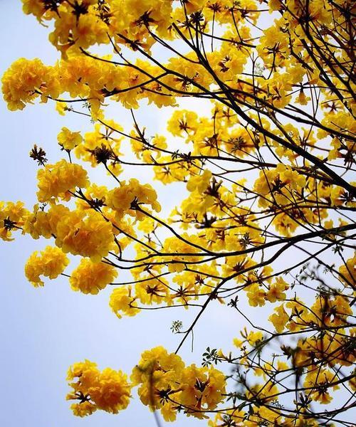 风铃木什么时候开花？如何预测最佳观赏期？