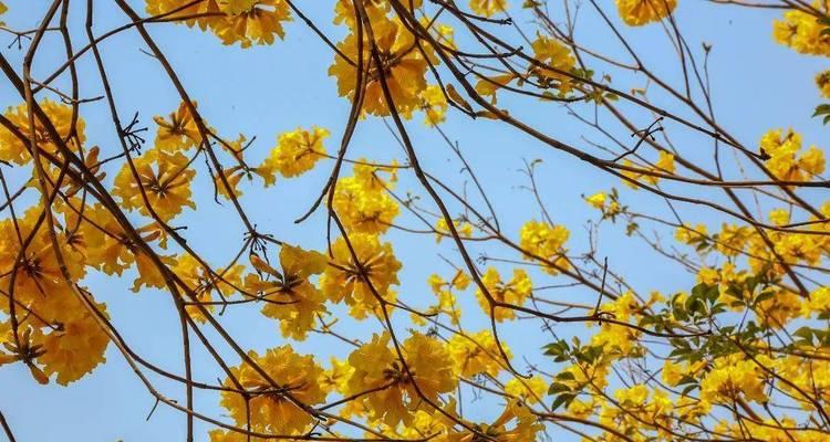 风铃木什么时候开花？如何预测最佳观赏期？