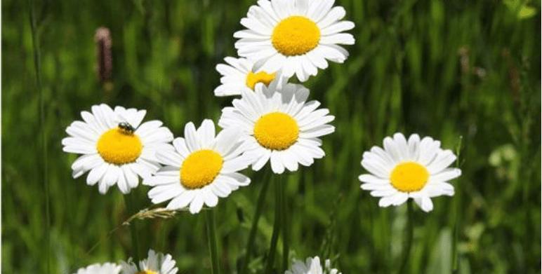 小雏菊的花语和寓意象征着什么意思(探究小雏菊的花语和象征意义) 小雏菊的花语和寓意象征着什么意思(探究小雏菊的花语和象征意义)