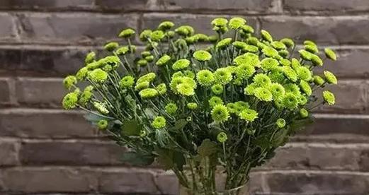 小雏菊的花语和寓意象征着什么意思(探究小雏菊的花语和象征意义) 小雏菊的花语和寓意象征着什么意思(探究小雏菊的花语和象征意义)