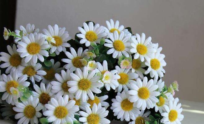 小雏菊的花语和寓意象征着什么意思(探究小雏菊的花语和象征意义) 小雏菊的花语和寓意象征着什么意思(探究小雏菊的花语和象征意义)