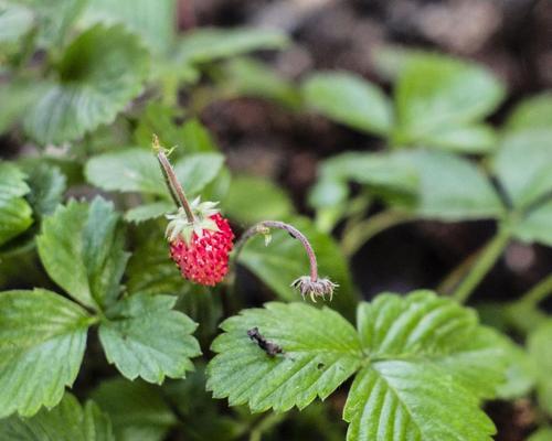 草莓是果实吗？为什么人们常将其当作蔬菜食用？