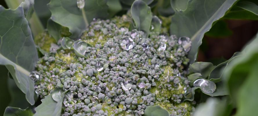 西兰花的花语和寓意（揭示西兰花的神秘语言）