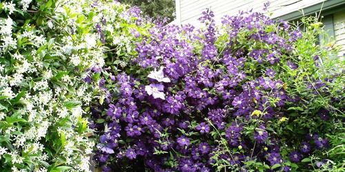 爬墙的植物有哪些？如何选择适合的攀爬植物？