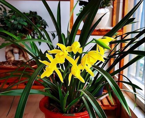 兰花的象征与寓意（解读兰花的美丽与深意）