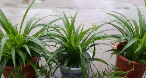 吊兰浇水要浇透吗?浇多少水才算合适? 吊兰浇水要浇透吗?浇多少水才算合适?