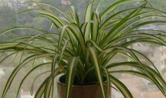 吊兰浇水要浇透吗？浇多少水才算合适？