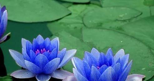 睡莲花语与寓意的象征意义（深入解读睡莲花语的十五个面向）