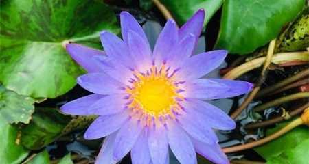 睡莲花语与寓意的象征意义（深入解读睡莲花语的十五个面向）