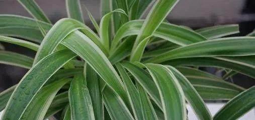 吊兰浇水要浇透吗?浇多少水才算合适? 吊兰浇水要浇透吗?浇多少水才算合适?