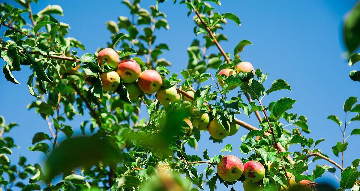 苹果长在什么地方？如何辨别苹果树的生长环境？