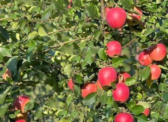 苹果长在什么地方？如何辨别苹果树的生长环境？