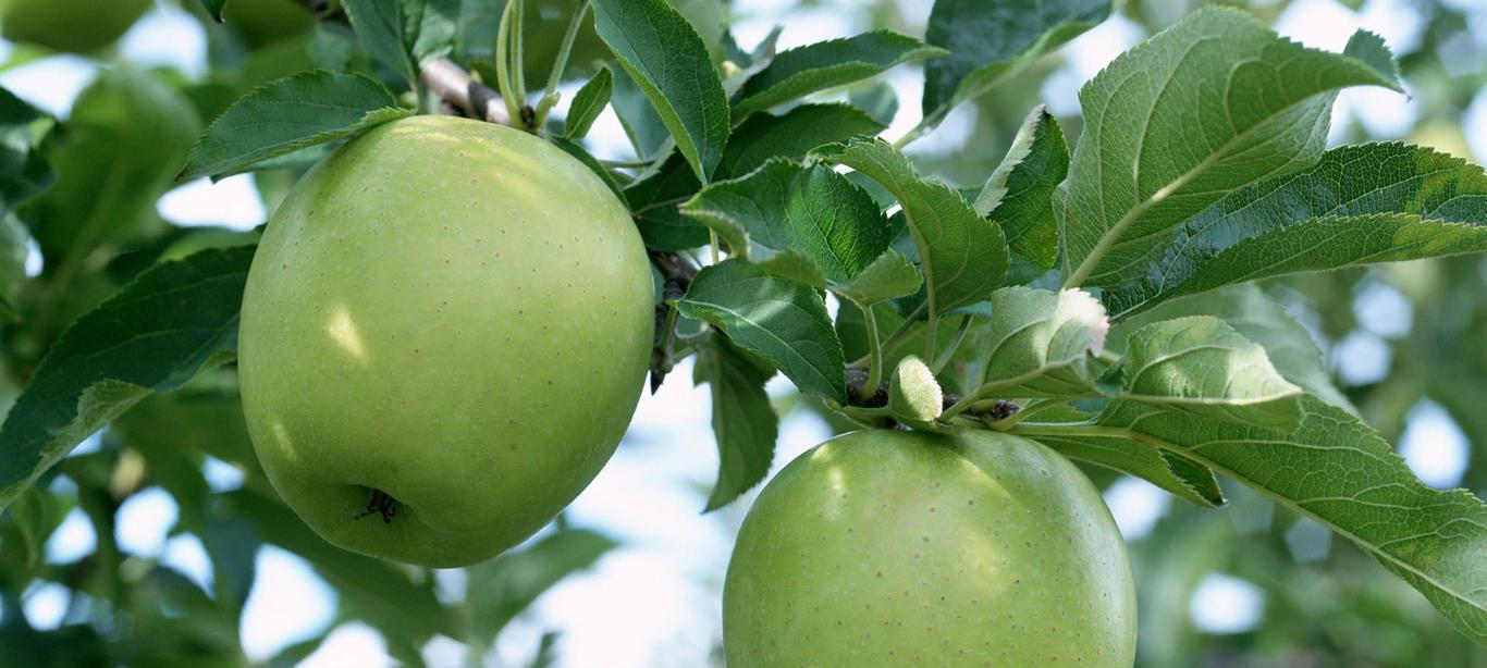 苹果长在什么地方？如何辨别苹果树的生长环境？