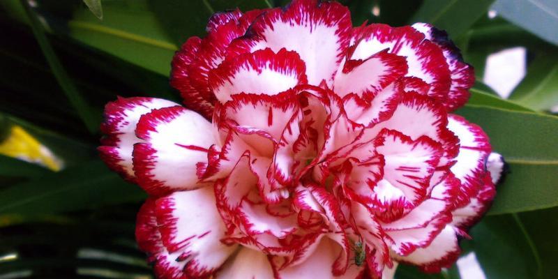 粉色康乃馨花语（用康乃馨传达美好情感）