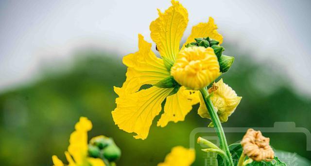 丝瓜花通常在什么时间开花？几点开放是最佳观赏时段？