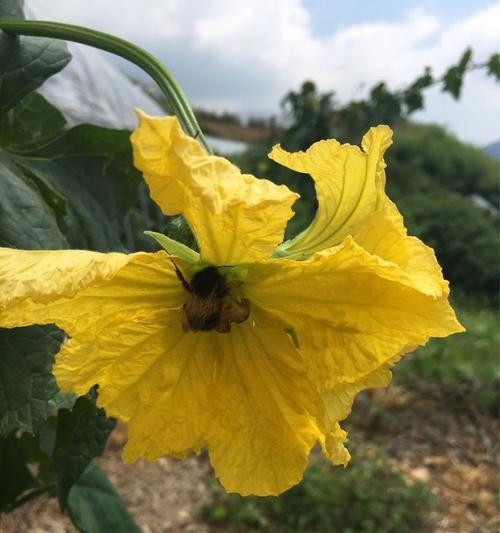 丝瓜花通常在什么时间开花？几点开放是最佳观赏时段？