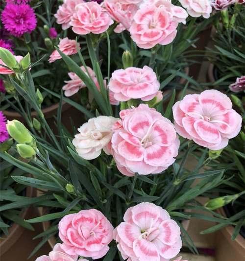 粉色康乃馨花语（用康乃馨传达美好情感）