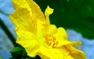 丝瓜花通常在什么时间开花？几点开放是最佳观赏时段？