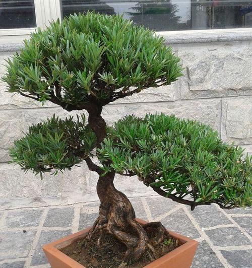 十大名贵罗汉松品种排名是怎样的？如何鉴别和养护？