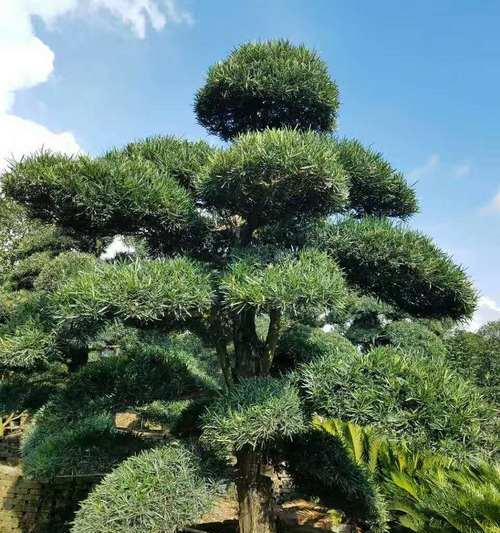 十大名贵罗汉松品种排名是怎样的？如何鉴别和养护？