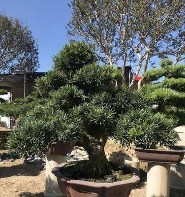 十大名贵罗汉松品种排名是怎样的？如何鉴别和养护？