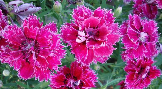 五彩石竹播种的最佳时间是什么时候？播种后如何照料？