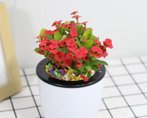 植物室内装饰的意义（为你的家带来生机与美丽）