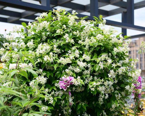 风车茉莉水浇多了怎么办？如何正确处理过量浇水问题？