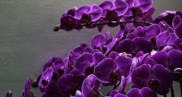 台湾蝴蝶兰的花语-生命与美的象征（台湾蝴蝶兰的花语及寓意解读）