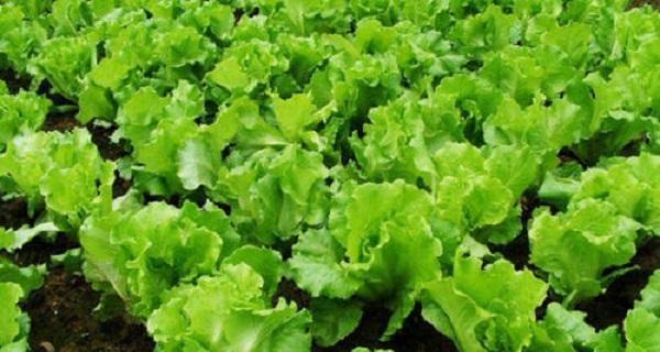 生菜施什么肥最好？如何根据生长阶段选择肥料？