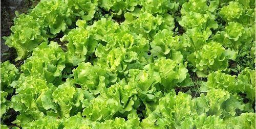 生菜施什么肥最好？如何根据生长阶段选择肥料？