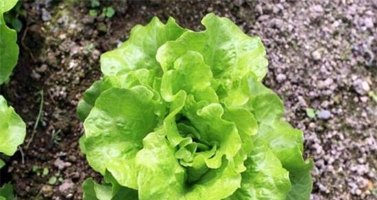 生菜施什么肥最好？如何根据生长阶段选择肥料？