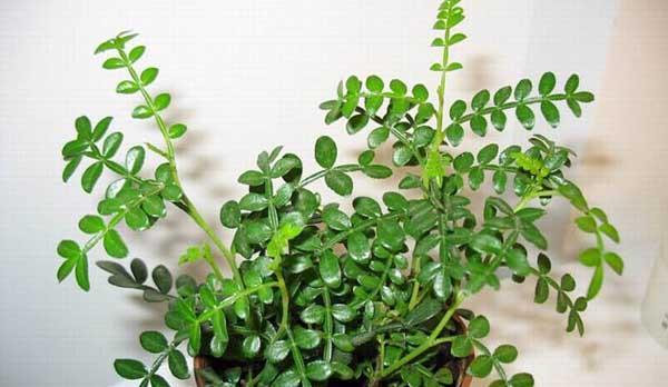 清香木如何选择合适的土壤？养好清香木的秘诀是什么？