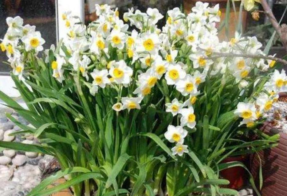 水仙花秋天会开花吗？如何确保秋季开花？