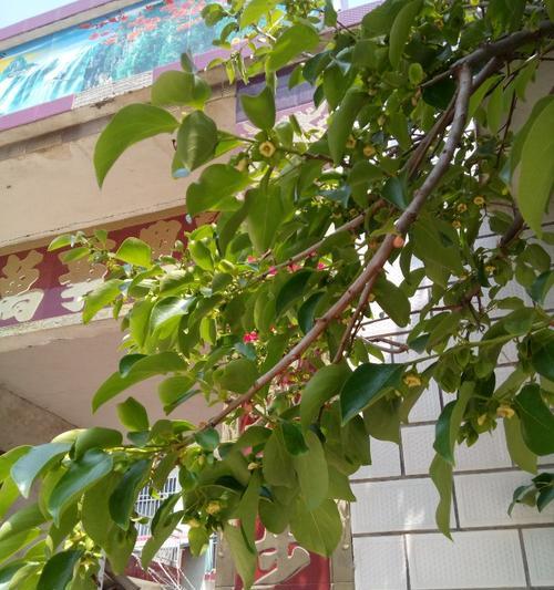 柿子树开花结果的最佳时间是什么时候?常见问题有哪些?