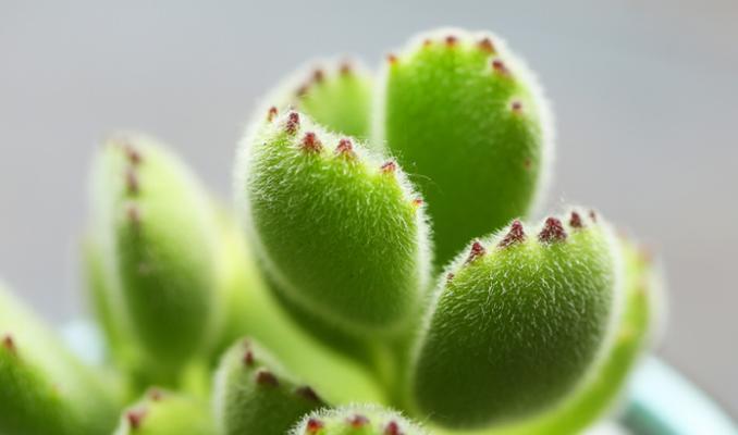 熊童子夏季养护技巧有哪些?如何应对高温天气?