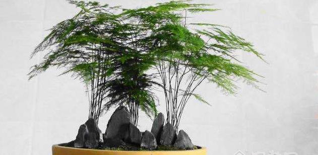 办公桌摆放什么植物风水好?如何选择提升运势的绿植?