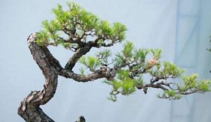 黑骨茶盆景的风水寓意与摆放位置（黑骨茶盆景的福气之源与降压助眠秘籍）