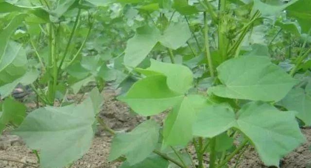 棉花苗移栽的最佳时机是什么时候?移栽后如何管理?