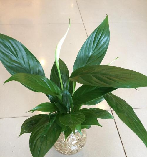 一帆风顺开花时间及花期持续多久？